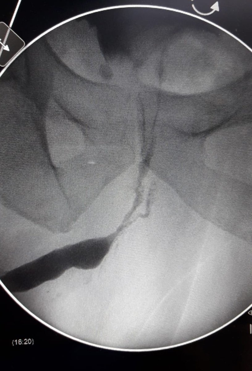 Dr. Maximiliano A. Falcioni tweet media