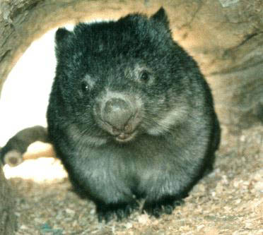 WombatDrool's tweet photo. Wombats dig with their forepaws, throw soil with their hind legs, and bulldoze with their rumps. They do things ass forwards. #wombatdrool #joesmovement https://t.co/LAkKAurW16 https://t.co/JaEZqvuuFv