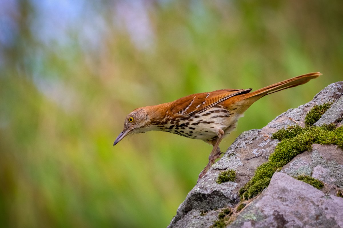 phrankberes's tweet photo. Brown thrasher from the summer. Love seeing these, common but not all that common to encounter around here.
#BirdsSeenIn2021 #mimid #birdwatching #NaturePhotography https://t.co/PHUPohZ8q7