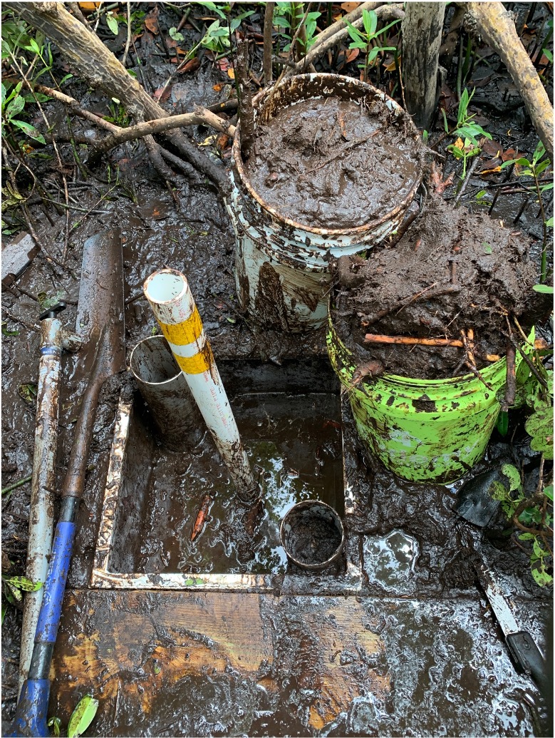 zshribz's tweet photo. Let’s dive into one aspect of my Master’s research…dead roots, AKA necromass!

#Mangroves are #coastalwetlands that store carbon in plant tissues &amp; soils. Quantifying where C is stored, can help explain how mangroves allocate C. This is where necromass comes in…

#CWTC21, 1/5 https://t.co/Rpemacr2LW