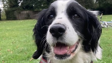 Pebbles is now available for rehoming 💜
oldies.org.uk/2021/pebbles-q…
