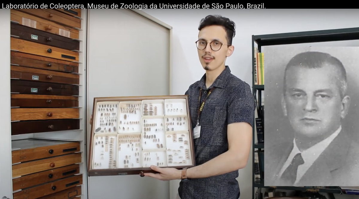 EntCollNet's tweet photo. Staying in Brazil, we now head over to Museo de Zoologia, Universidade de São Paulo and take a tour with Sonia Casari, Gabriel Biffi (@gabriel_biffi), Thiago Polizei, and Juan Pablo Botero (@jp_botero) 🏛️
#VirtualCollectionTour #ECN2021 #Brazil 🇧🇷 https://t.co/shBCTajc6q