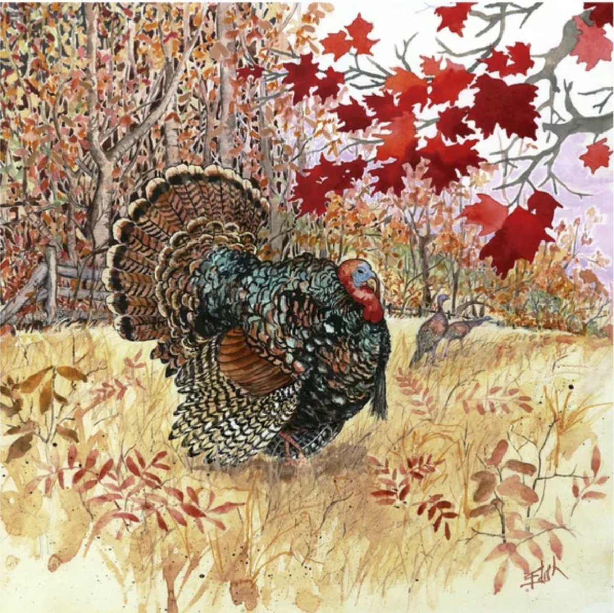 EdithDesigns's tweet image. Woodland Turkey Art Print society6.com/product/woodla…