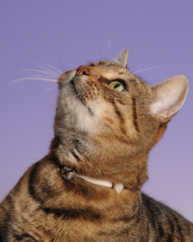 Ralfebot's tweet photo. Greetings: We haven't seen you troll academics all day @misterpaws, we've missed you 🥺 Why don't you tweet some more, and we'll tweet some more of you? https://t.co/BhfM4DMN50