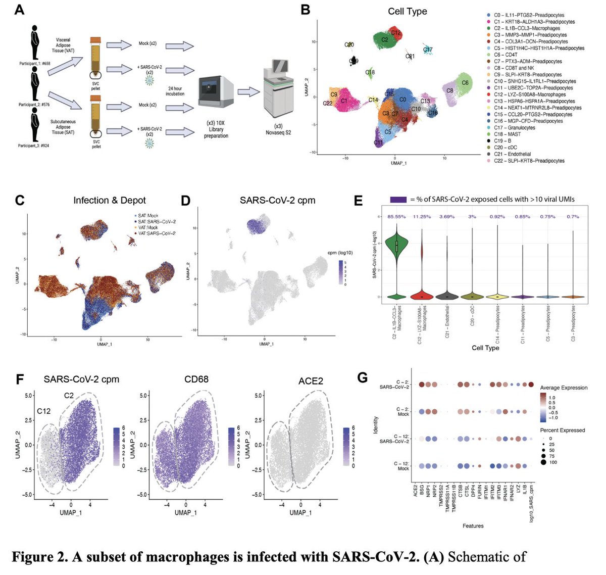 epidatum's tweet photo. #SARSCoV2 infects human adipose tissue and elicits an inflammatory response consistent with severe #COVID19 
"adipose tissue supports SARS-CoV-2 infection and pathogenic inflammation and may explain the link between #obesity and severe COVID-19"
https://t.co/VlRls2iMsk https://t.co/9MLvjWYfUQ