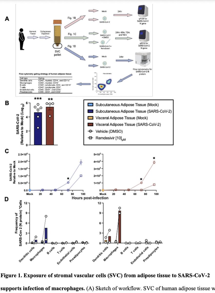 epidatum's tweet photo. #SARSCoV2 infects human adipose tissue and elicits an inflammatory response consistent with severe #COVID19 
"adipose tissue supports SARS-CoV-2 infection and pathogenic inflammation and may explain the link between #obesity and severe COVID-19"
https://t.co/VlRls2iMsk https://t.co/9MLvjWYfUQ