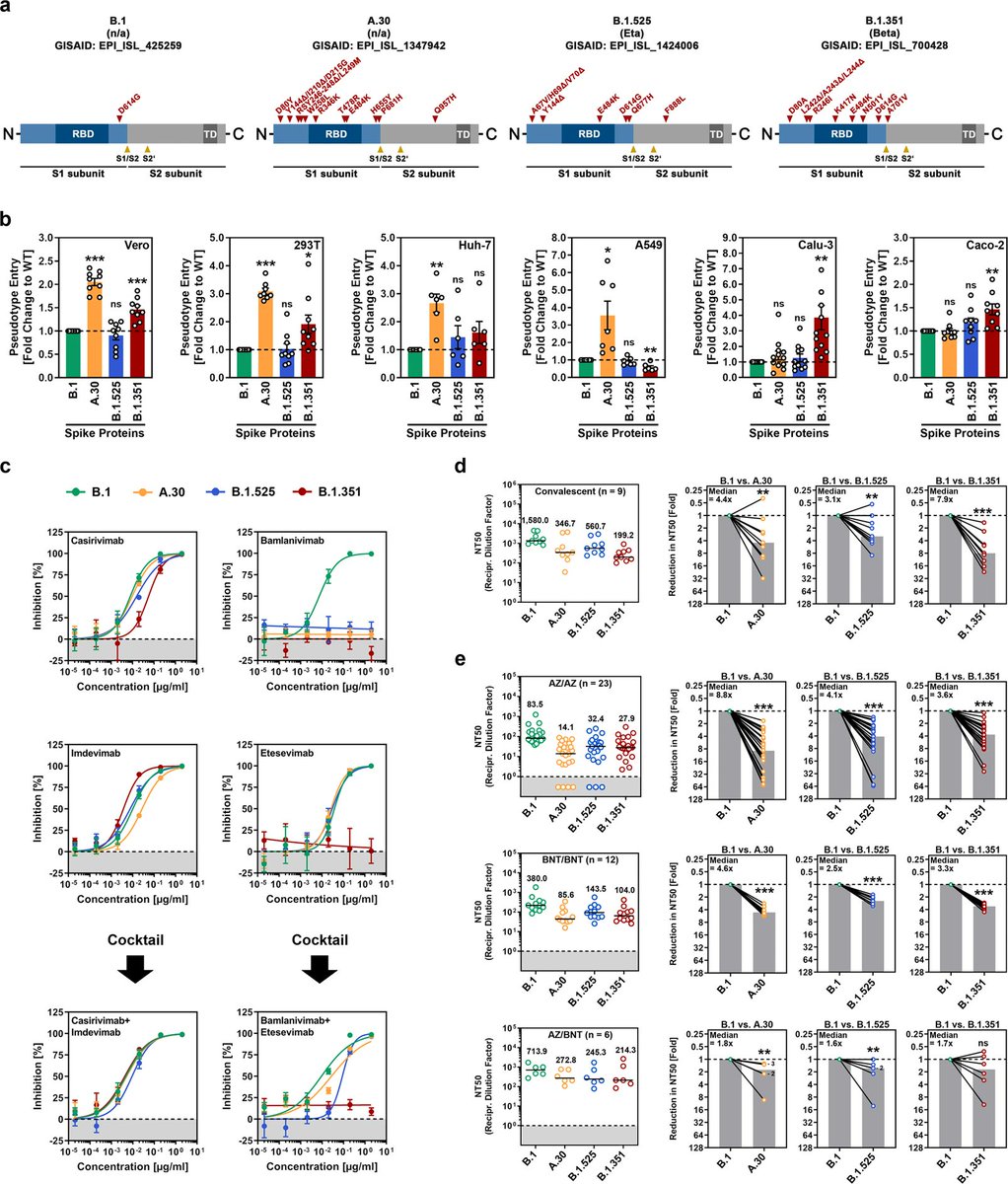 epidatum's tweet photo. The spike protein of #SARSCoV2 variant A.30 is heavily mutated and evades #vaccine-induced #antibodies with high efficiency
https://t.co/fx5NLmAwkz https://t.co/vgqCfXrtgV