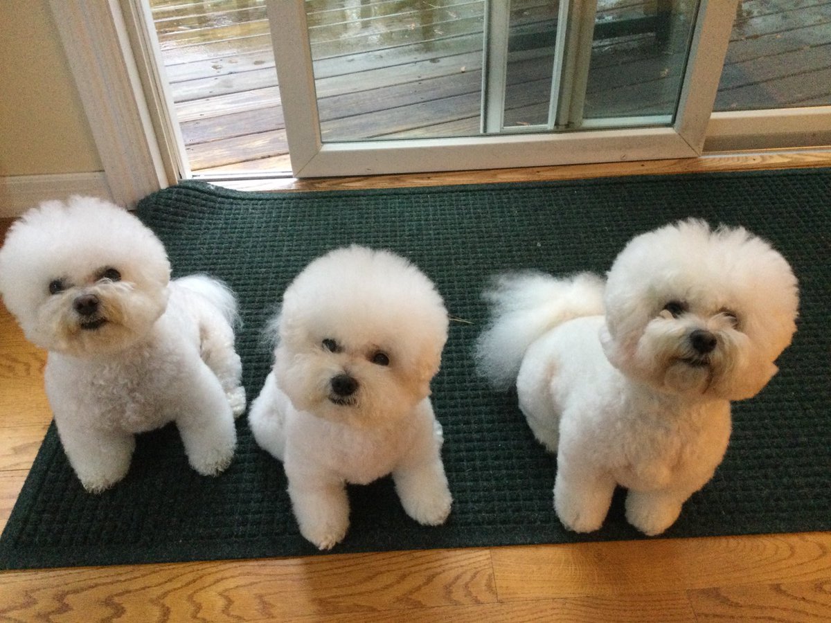 WBichon's tweet photo. We got groomed 🛁✂️ today! How long do you think we will stay fluffy with a nor’easter 🌧 outside? #WheresWinky (we have no collars on to make it extra hard 🐶🐶🐶) #dogsoftwitter #bichonfrise https://t.co/HvCNOEQDDL