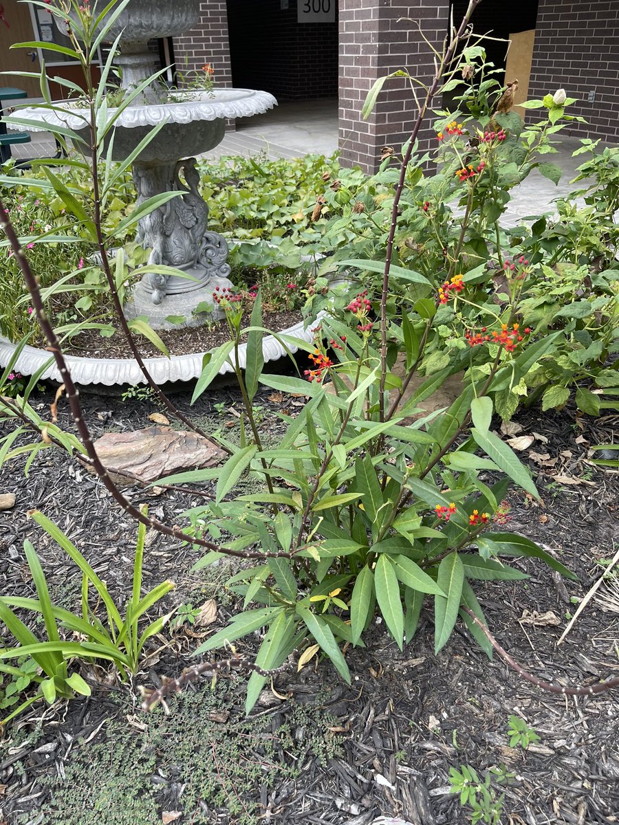 AISDElemScience's tweet photo. Hungry hungry caterpillar @WilsonES_AISD - looking forward to Monarch Butterflies very soon  #WEshine https://t.co/WuZALGK7TV
