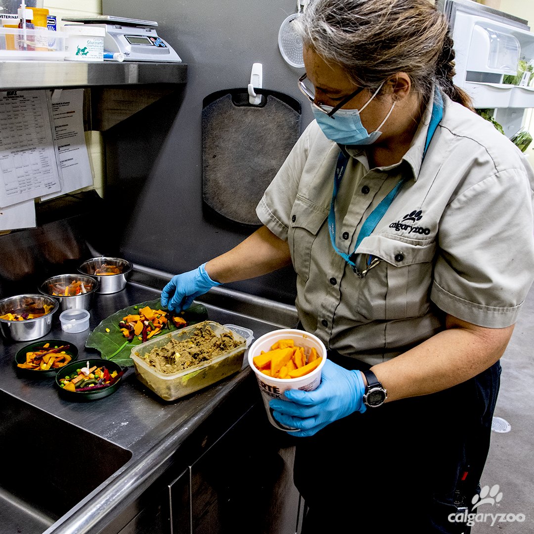 calgaryzoo's tweet photo. (3/4) Sweet fruit mash and banana "smoothies" packed with electrolytes keep the pair active and maintaining a happy healthy weight. 🍌🔋 #WorldLemurWeek #WorldLemurFestival #AnimalWelfare https://t.co/PKkZLQiq0M