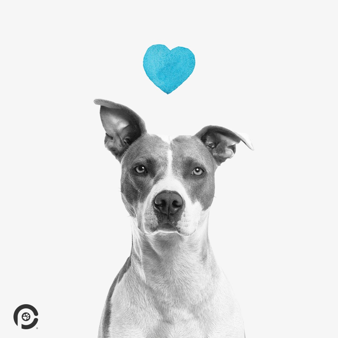 CP_PetInsurance's tweet image. 💙 You may call them pitties, block heads, land manatees, or wiggle butts. Some use the word dangerous. We see them as lovable and misunderstood. Companion Protect is proud to cover every dog breed, especially pit bulls! Is your pittie #CompanionProtected? #PitBullAwarenessDay