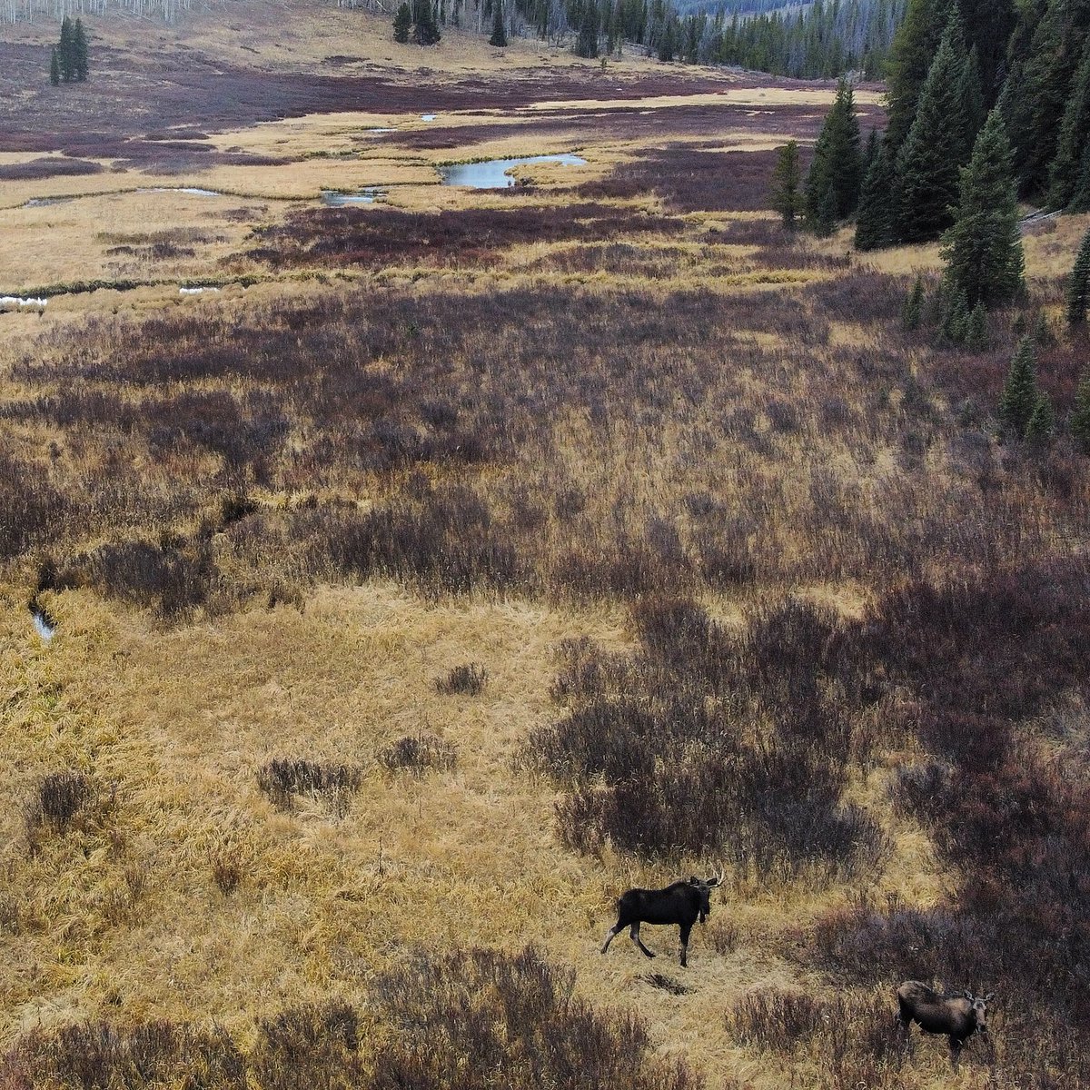 kenhoeve's tweet photo. What’s plural for moose? https://t.co/4qx7Yy2YFr