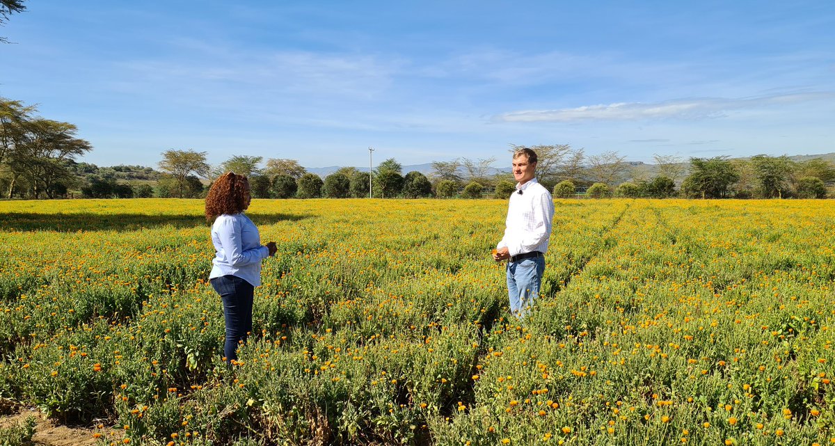 TerryanneChebet's tweet photo. I got to speak with Jeff Morley, MD Vitaplant Kenya in Naivasha. We are standing at a calendula farm here, where the herbs are 100% organic and use #pyrethrum insecticides which 100% Natural. Vitaplant Kenya plants &amp; processes medicinal herbs for export to Europe. https://t.co/5qxhkftBf7