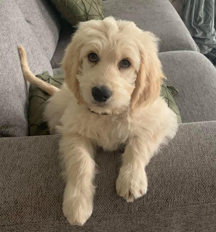 With these puppy dog eyes, we'd probably let all doodles get away with being on the sofa 😍
