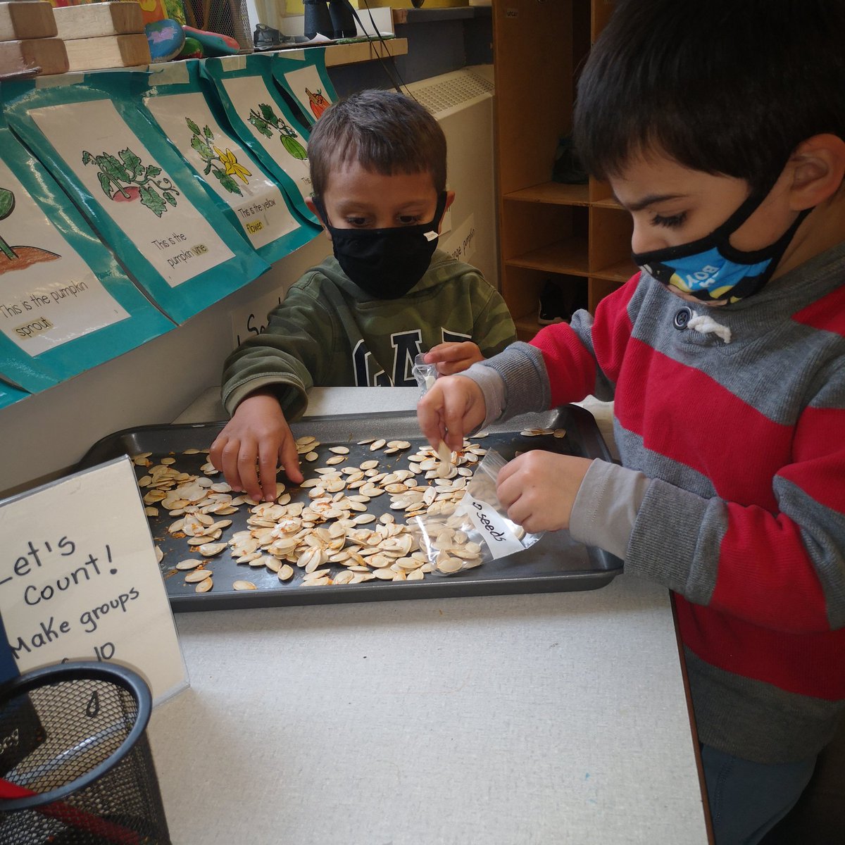 MsGiovannaSalas's tweet photo. Time to practice our counting. We are making groups of 10 to count all our Pumpkin seeds. 🎃#kindergarten. #learningcentres #MATHinkindergarten https://t.co/6XnMozwklH
