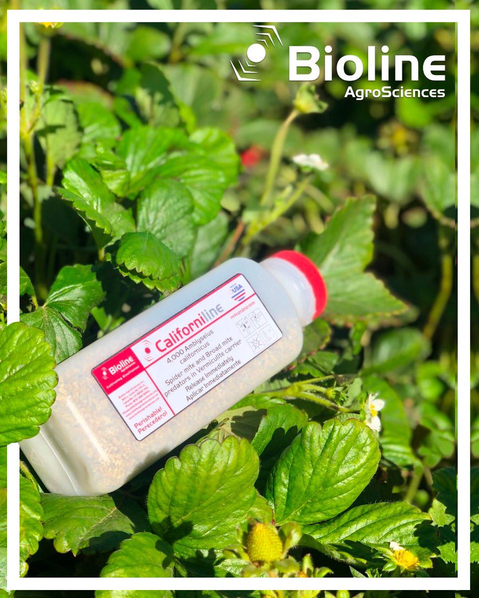 BiolineAgScNA's tweet photo. 🍓🫐#berrygrowers, controlling #spidermites is no easy task😨. Luckly, #bioline offers Next day shipping on 👍bags, 👍bottles, 👍tubes and 👍blister packs of #phytoline #persimilis and #californiline #californicus. 🗓️Order Mon through Thurs by⌚ 1:30PM PST in the continental US. https://t.co/jgmBShovSR