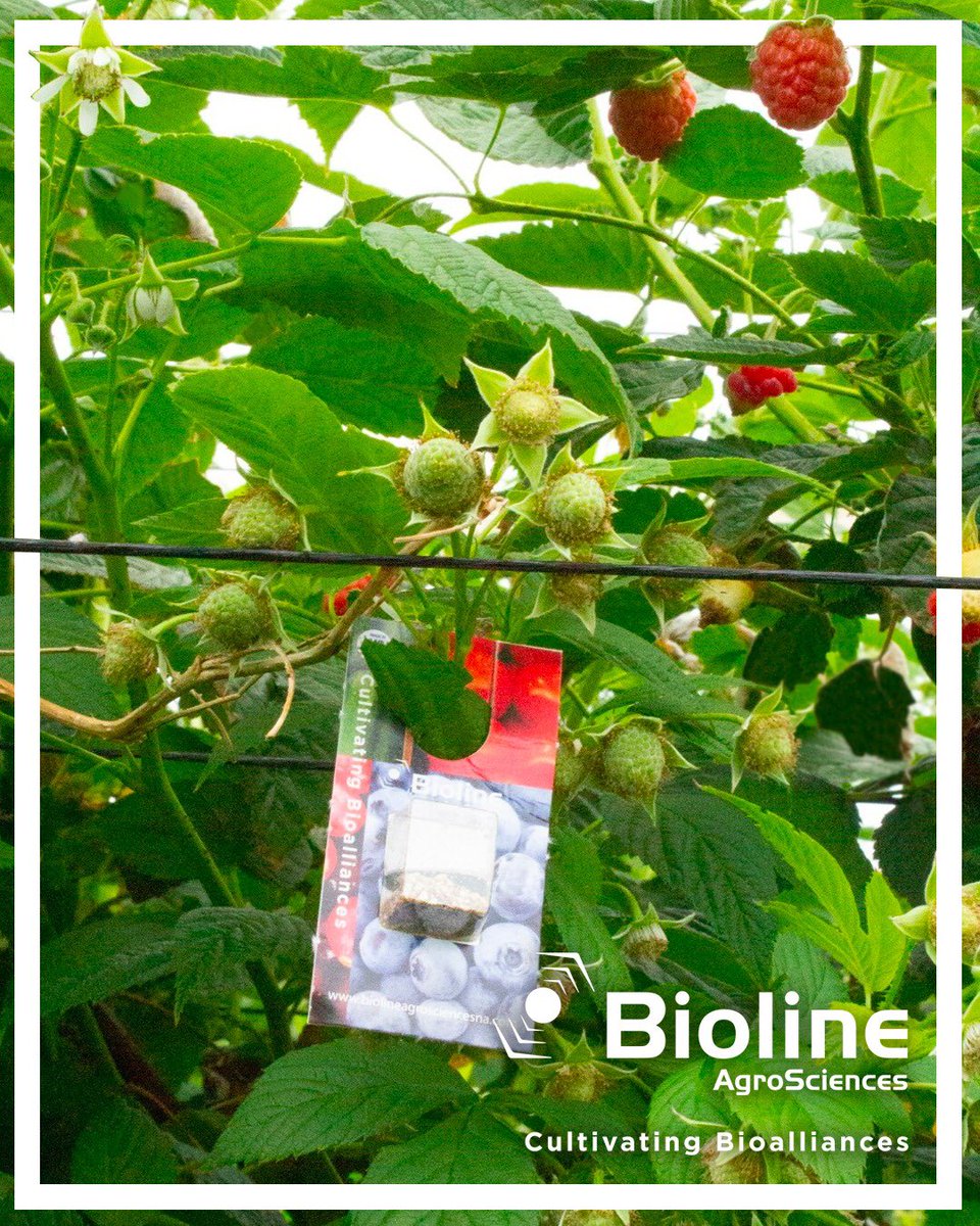 BiolineAgScNA's tweet photo. 🍓🫐#berrygrowers, controlling #spidermites is no easy task😨. Luckly, #bioline offers Next day shipping on 👍bags, 👍bottles, 👍tubes and 👍blister packs of #phytoline #persimilis and #californiline #californicus. 🗓️Order Mon through Thurs by⌚ 1:30PM PST in the continental US. https://t.co/jgmBShovSR