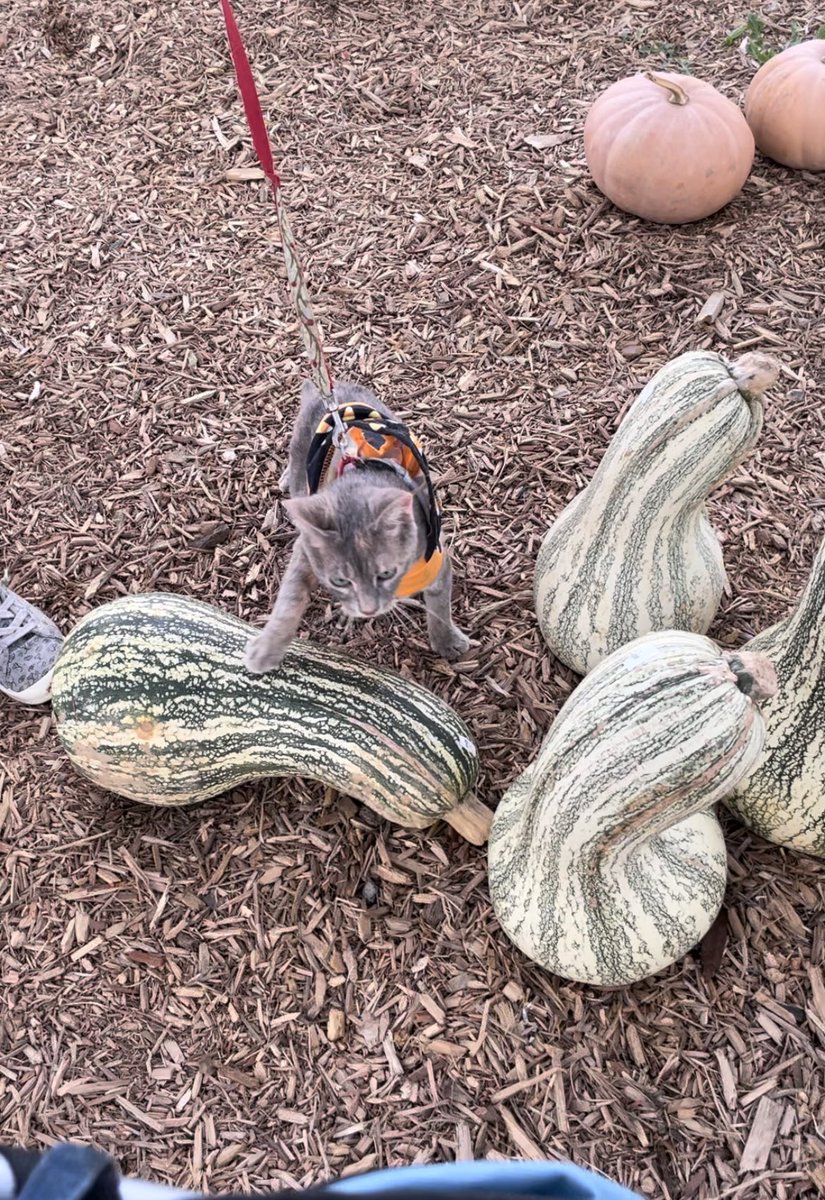 PrincessPWillow's tweet photo. I’m GOURDgeous,while I hunt for my PURRfectly picked,striped Gourd. Oh, I picked one! But, I want them all! And, they found me a gray🎃too! I wonder how much the whole patch is? #NationalPumpkinDay #PumpkinDay #halloween #Gorgeous #models #halloween2021 #cute #31DaysOfHalloween https://t.co/v17WbtV5y5