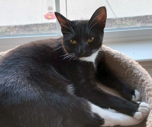 AnimalFriendsR1's tweet photo. #TuesdayTips with Valentino
Did you know today is #NationalPumpkinDay? Time to get out the #pumpkins and #decorate!
#afrp #animalfriendsrescueproject #adoptvalentino #pacificgrove #montereybay #adoptable https://t.co/xtZeOwEq7P