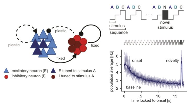 SchulzAuguste's tweet photo. I am super grateful and relieved that this is finally out - it's been a long process.🐌 

In early 2019, we saw for the first time that our recurrent spiking neural network model could generate novelty responses solely through inhibitory plasticity. 

A lot happened since then👇 https://t.co/Eg1fYiDrzx