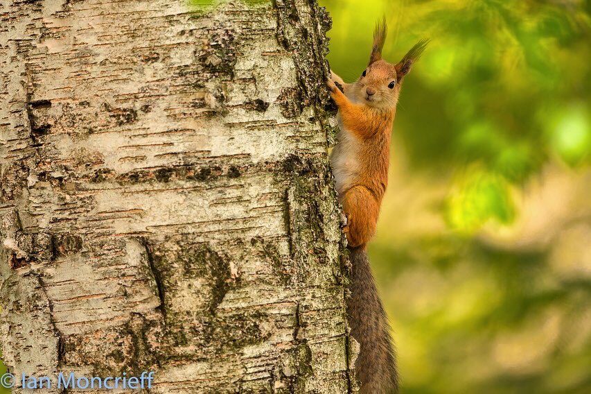 MoncrieffIan's tweet photo. Bright-Eyed and Bushy-Tailed
#squirrels #wildlifephotography https://t.co/hc4ZkAWU3p