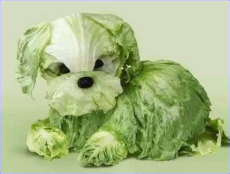 Missing dog. If anyone ceasar, lettuce know😍🥰