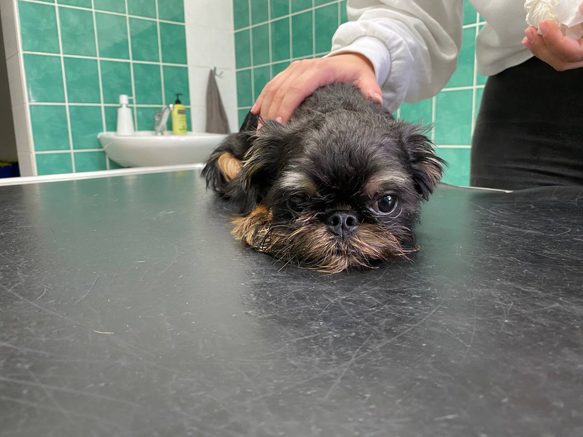 TerraPupClub's tweet photo. This is our devs pup. He's at the veterinary... He is also the main inspiration for the pup club. What a handsome boi.
Share some good vibes with this sad boi so he can be chasing his own tail soon 🐶
#Pup #TerraPup #PupClub #TerraPupClub #TerraNFT #NFT #TerraLuna #LUNAtics https://t.co/E8xVVD9h2R