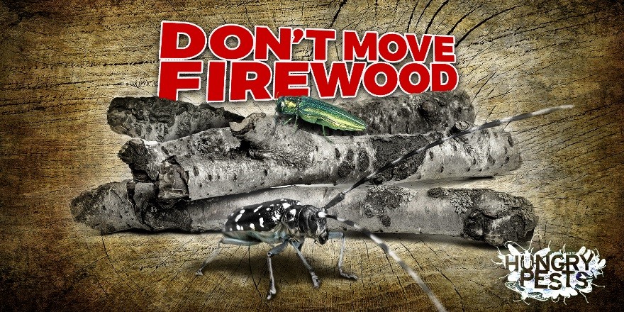 StateForesterMS's tweet image. Please don’t move firewood long distances, it can potentially transport invasive species.

🌳 Buy firewood where you’ll burn it.
🔥 Buy certified heat-treated firewood.
🏕️ Gather firewood on site when permitted. 

#FirewoodMonth #DontMoveFirewood #InvasivePests
