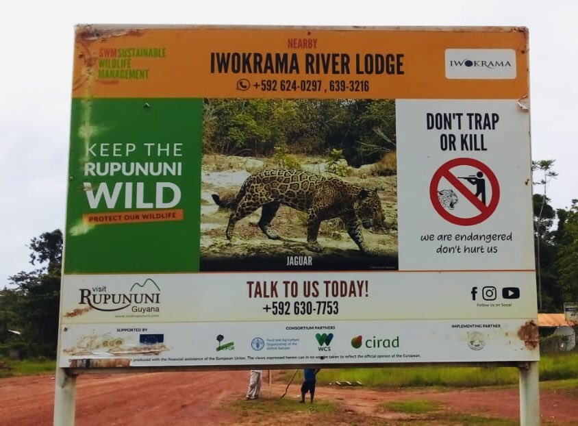 GiliianSmith's tweet photo. FAO partnering to support Sustainable Wildlife Management in Rupununi, Guyana.  #Healthyecosystems = #betterenvironment @FAOCaribbean @IwokramaGuyana @DELGUYGEO @UNGuyana @srcsrupununi https://t.co/qhNLBfjJur