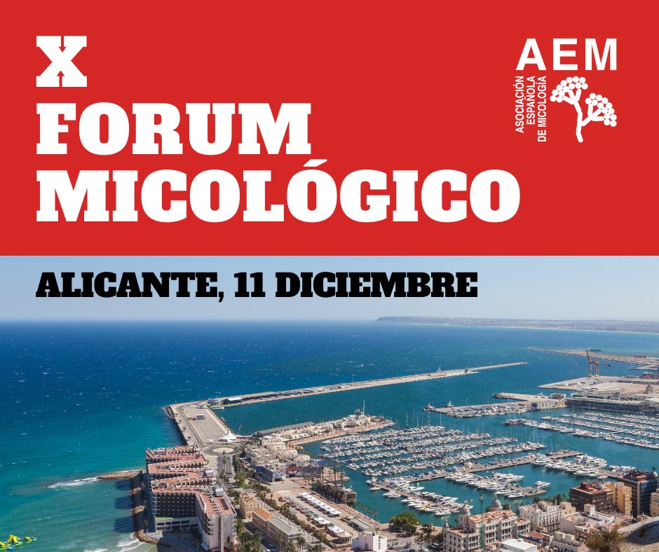 🔔🔔 X FÓRUM MICOLÓGICO. ALICANTE 2021 Día 11 de diciembre de 2021. Programa científico, formulario de inscripción 👉👉 aemicol.com/x-forum-micolo… #AEM #ForumMicológico #Alicante