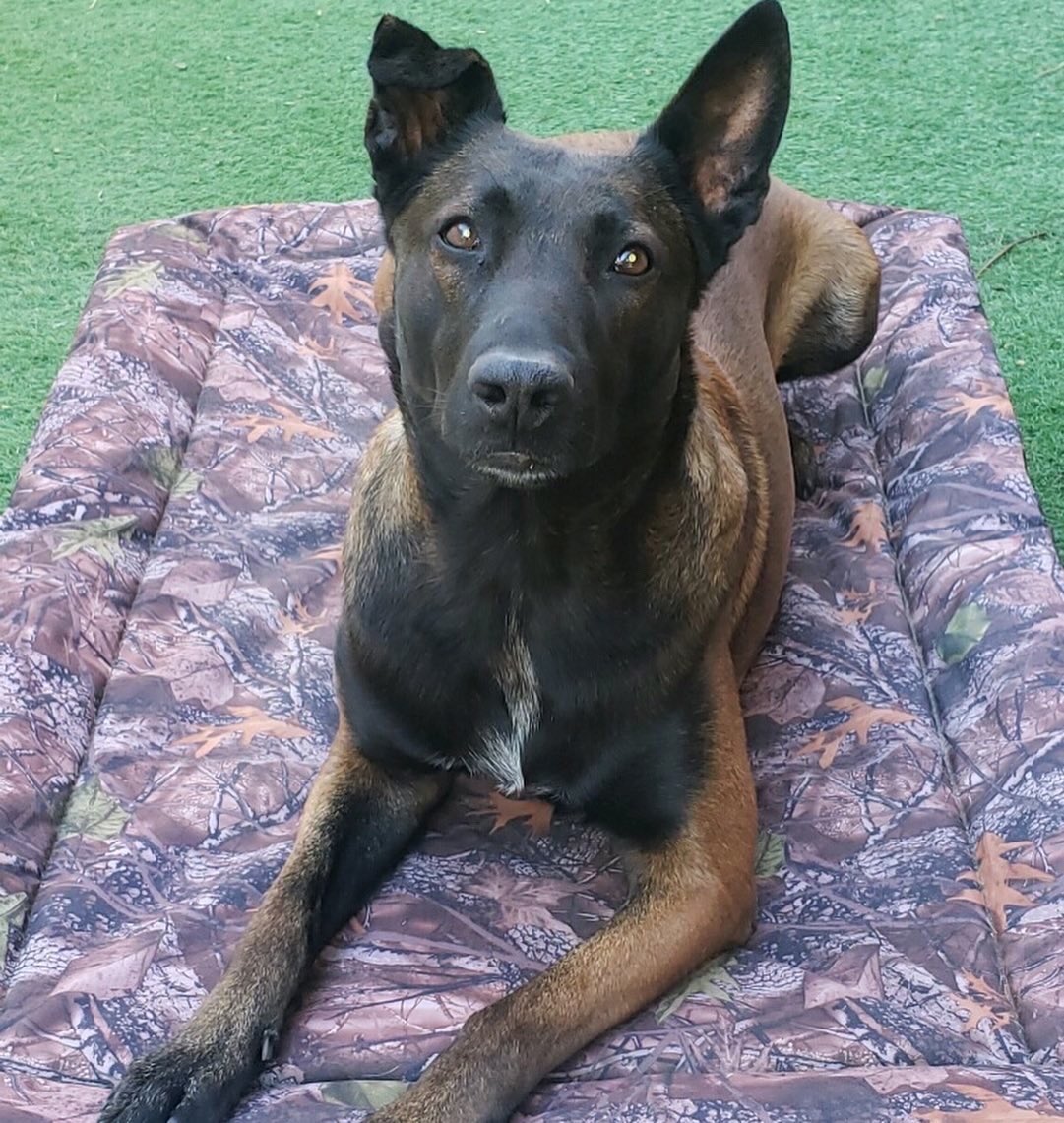 CarlsbadPolice's tweet photo. Thank you, Veterinarian Deirdre Morgan Cosby for donating beds to our K9 officers and for caring about the health and wellness of working K9s. More www.Facebook/Carlsbadpolice department @CosbyDVM @Kuranda @CompassionSupp https://t.co/So8e1KgX8R