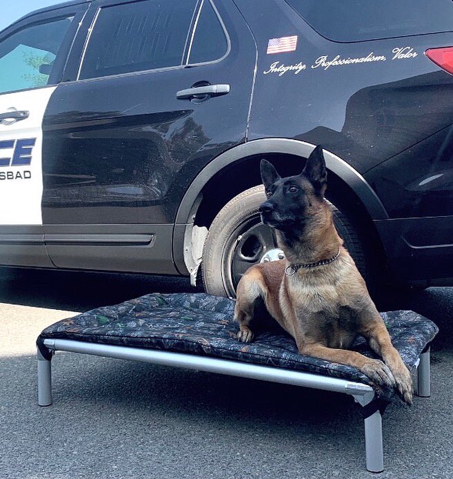 CarlsbadPolice's tweet photo. Thank you, Veterinarian Deirdre Morgan Cosby for donating beds to our K9 officers and for caring about the health and wellness of working K9s. More www.Facebook/Carlsbadpolice department @CosbyDVM @Kuranda @CompassionSupp https://t.co/So8e1KgX8R