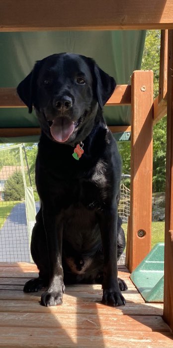 tricia7bennett's tweet image. #TongueOutTuesday #DogsOfTwitter