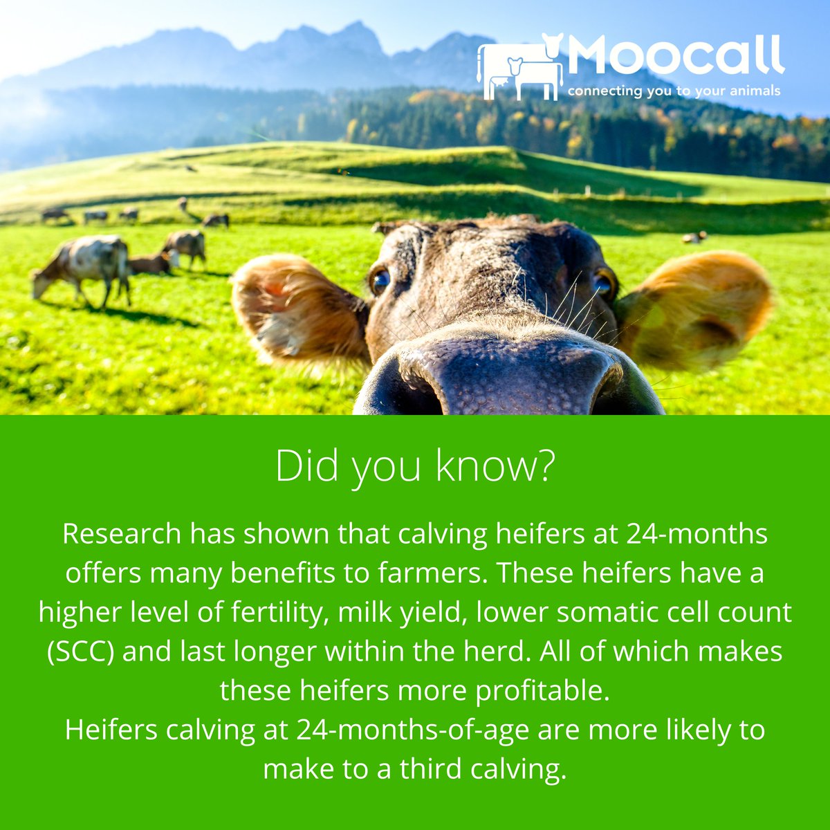 moocallofficial's tweet photo. Did you know?
Information via AgriLand.
#moocall #moocallsensor #moocallheat #moocallcalvingsensor #calvingsensor #heatdetection #heatdetectionsystem #agbusiness #agribusiness #agtech #agritech #farm #farming #tips #farm365 #heifer #heifers https://t.co/rP0JWVFh6y