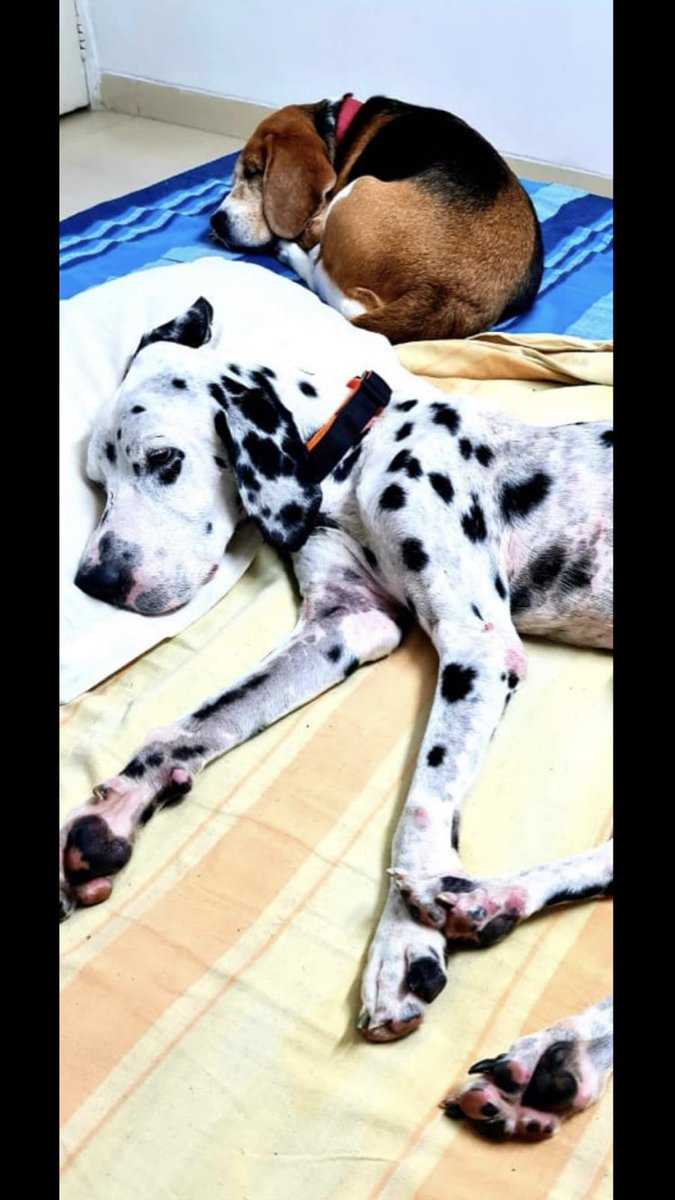 shield_animal's tweet image. This dog is safe and his treatment is going well. He is at foster home and has made friends with the beagle there.

We're raising money for his treatment so if you can help, head to animalshield.org or e-transfer info@animalshield.org or paytm 9888691064
#animalshield