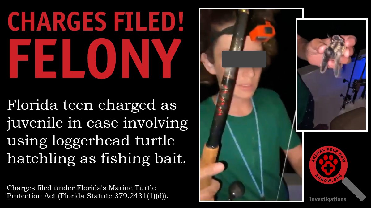 Animal Help Now! tweet media