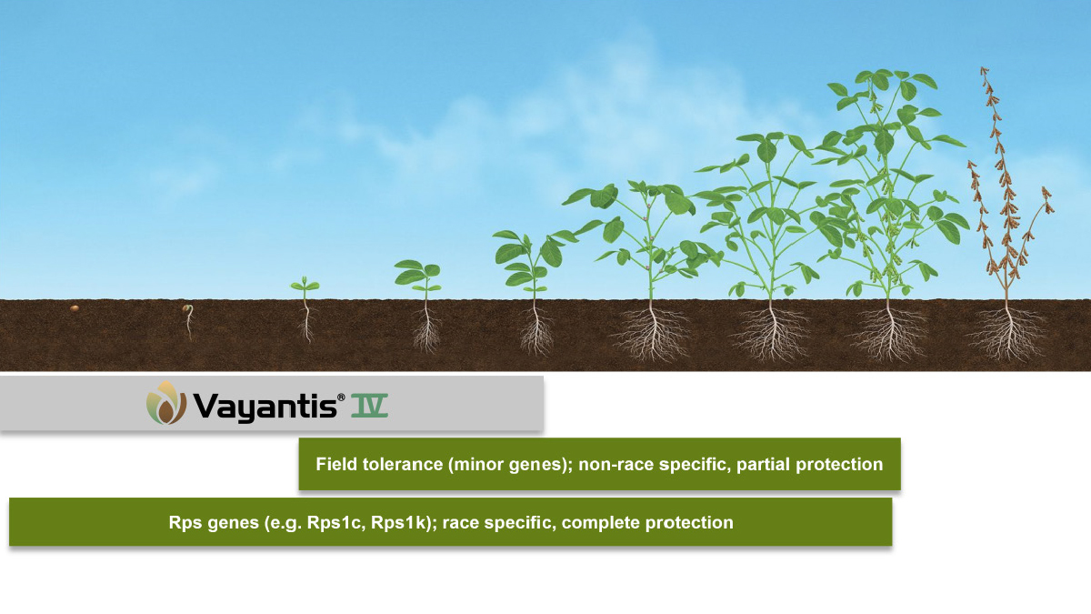 New Vayantis® IV seed treatment has your soybeans covered against every known Phytophthora pathotype in Canada. And when paired with field tolerance and Rps genes in your beans, you get excellent overlapping protection. 

Learn more: ow.ly/1whS50GqnyV
