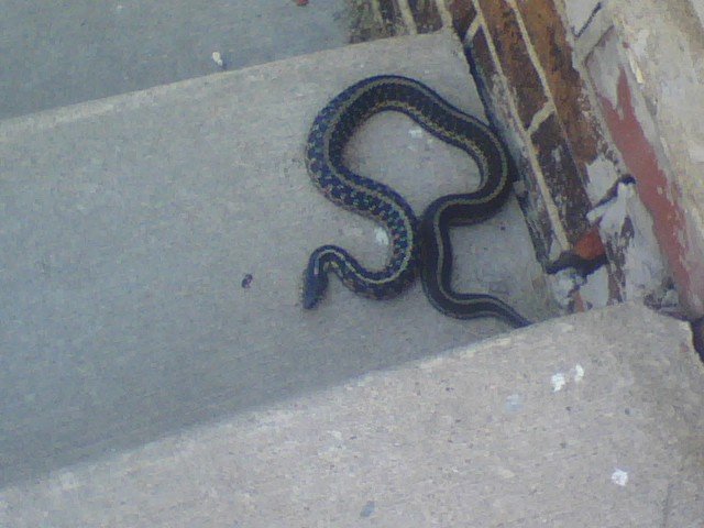 DuaneRambling's tweet photo. @catturd2 The leftist are like serpents. They are climbing up your stairs. They are ready to devour you. Put your heel to them. We must cut them off before they devour us https://t.co/KF7w7l5778
