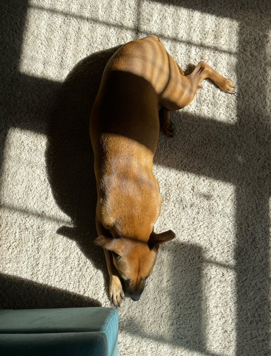 mckmyers's tweet photo. Sundoggin https://t.co/SknKlwJMWc