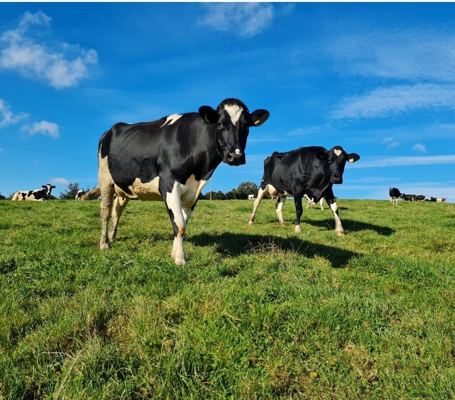 Shearwell's tweet photo. Missing the blue skies already!! 💙 
#Taken14Oct2021 #BritishDairy #DairyCattle #SomersetDairy #MiniThrowBack #Beautiful #BluesSkies 🐄 https://t.co/OywXsZKVvA
