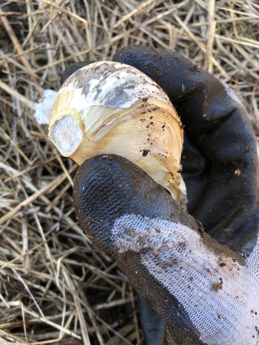 ForestGardenNE's tweet photo. This is the German hardneck garlic we’ve been growing &amp; selecting on the land for 5 years. Each year the cloves get larger as we select for the plants that have done best on
✨our specific site✨

The original cloves we bought were a 1/4 that size. https://t.co/89VHNcM79H