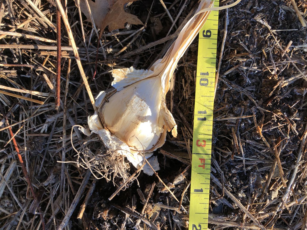 ForestGardenNE's tweet photo. It feels good to have the rain coming down outside when you know your garlic is putting out roots.  

It’s not elephant garlic, we just save our own seed! https://t.co/b6cx5EkbsA