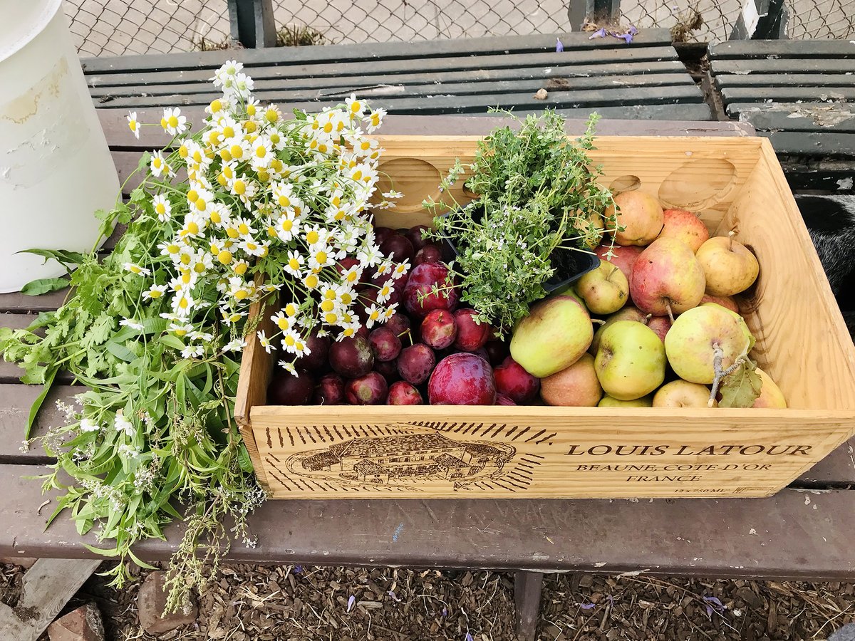 davidbakerfaia's tweet photo. The @anv_youth_farm at #TassafarongaVillage grows more than just produce—small-scale urban farming makes a big impact in affordable housing communities. 

Check out our latest #DBA_Blog by @KateMazade at https://t.co/EoZKktb1Ns.

#davidbakerarchitects #ActaNonVerba https://t.co/4NFUQoDBFz