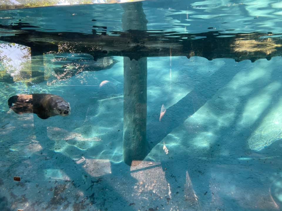 ZooMontgomery's tweet photo. Ahhhhhh... home sweet home. Exhibit renovations are complete, Lisa and Dot, our two fav river otters are back and hanging out at the pool. Pics contributed by Krystle Warren, zookeeper. #mymgmzoo #zaa #riverotters https://t.co/29HHygRyK7