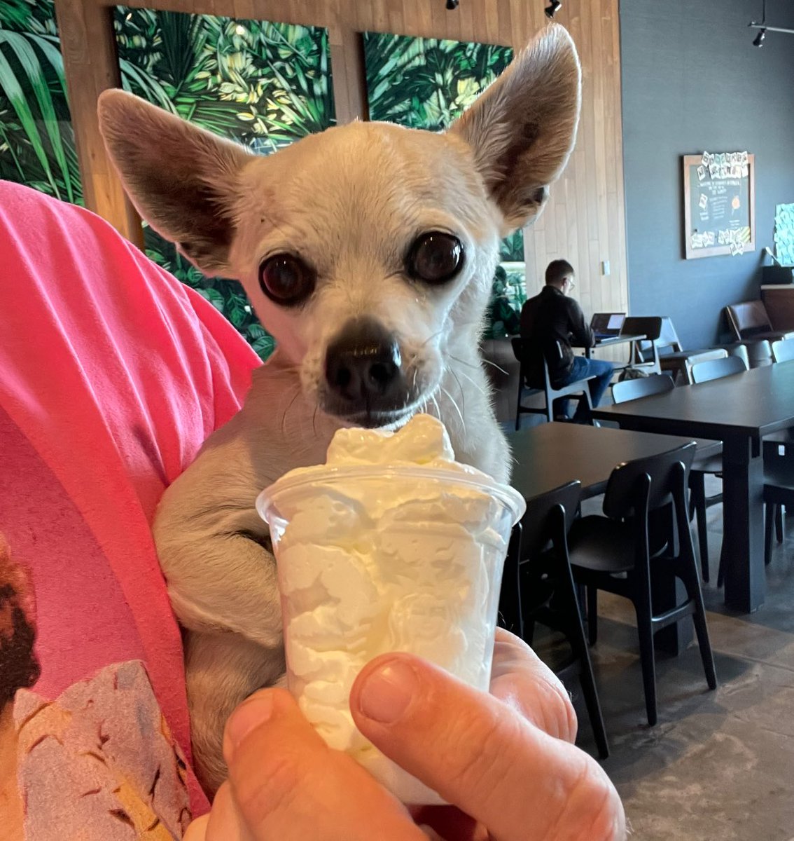 big_nate2000's tweet photo. When your little man turns 16 you celebrate with a trip to @Starbucks !! #ChihuahuaDad #MichaelJo 🤷🏻♂️☕️ https://t.co/ZTmtg1NDRT