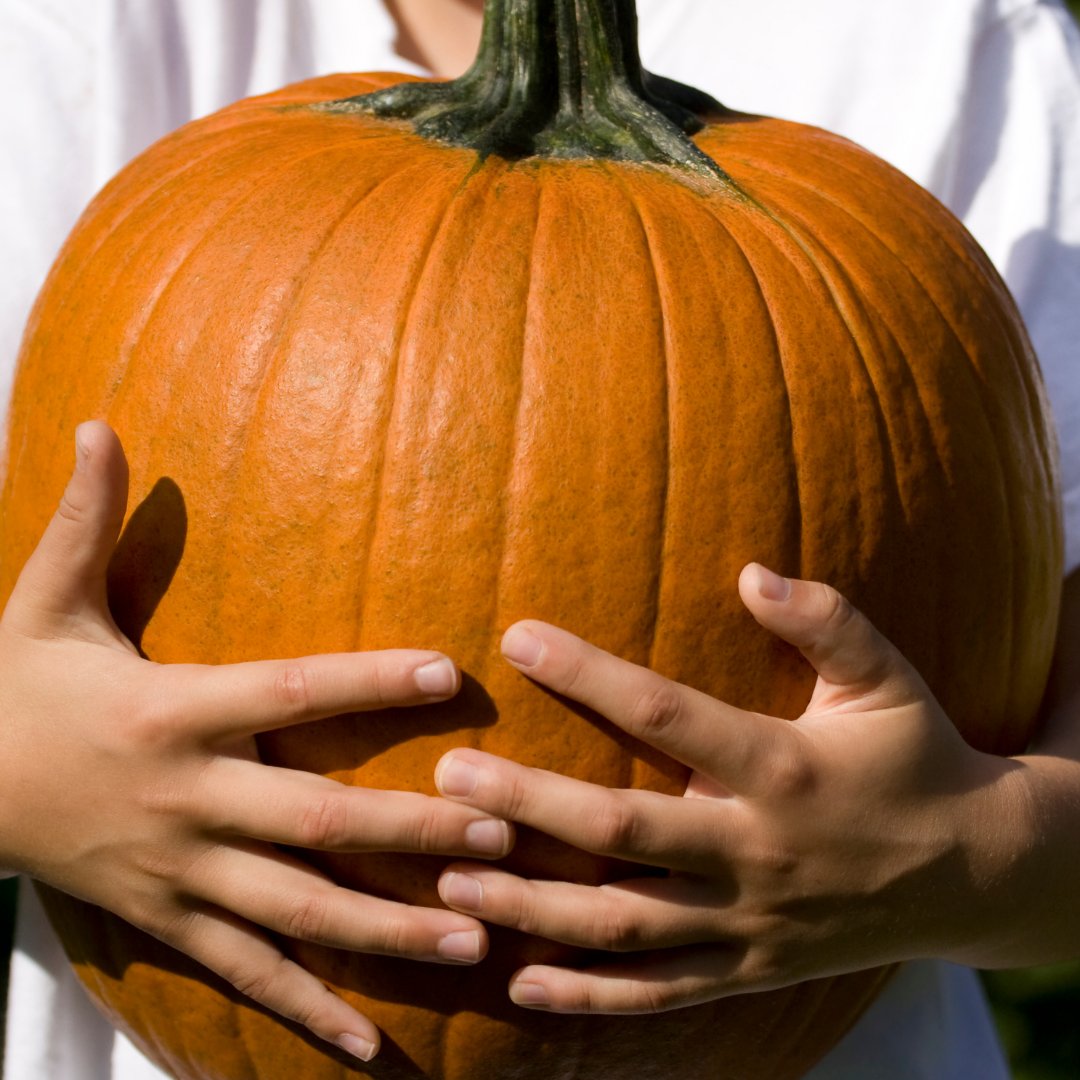MayConteDDS's tweet photo. Pumpkin has many vitamins and minerals including magnesium which strengthens enamel and protects your teeth from decay. This doesn't mean you should cave to your PSL cravings!! Real pumpkins🎃 tend to be high in sugar, so consume in moderation! #pumpkinday https://t.co/xSWYQ8zULJ