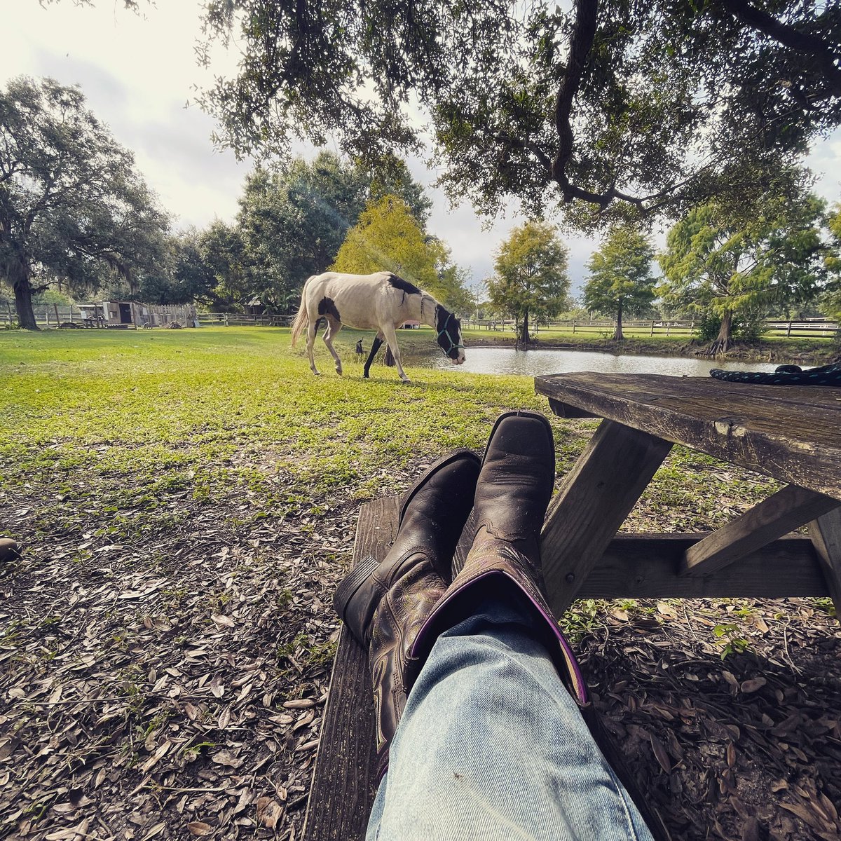 ReelPropertyFL's tweet photo. This is my favorite office spot.   #outdooroffice #Horses #movetoFL https://t.co/zORlD4viNR