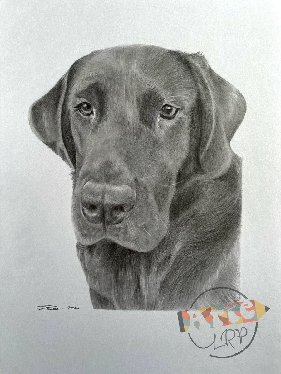 StormLabrador's tweet photo. Here’s my brofur Bolt drawn by excellent portrait artist @ArteLrp - Mam and Dad love it!! https://t.co/LKaGL2kEou