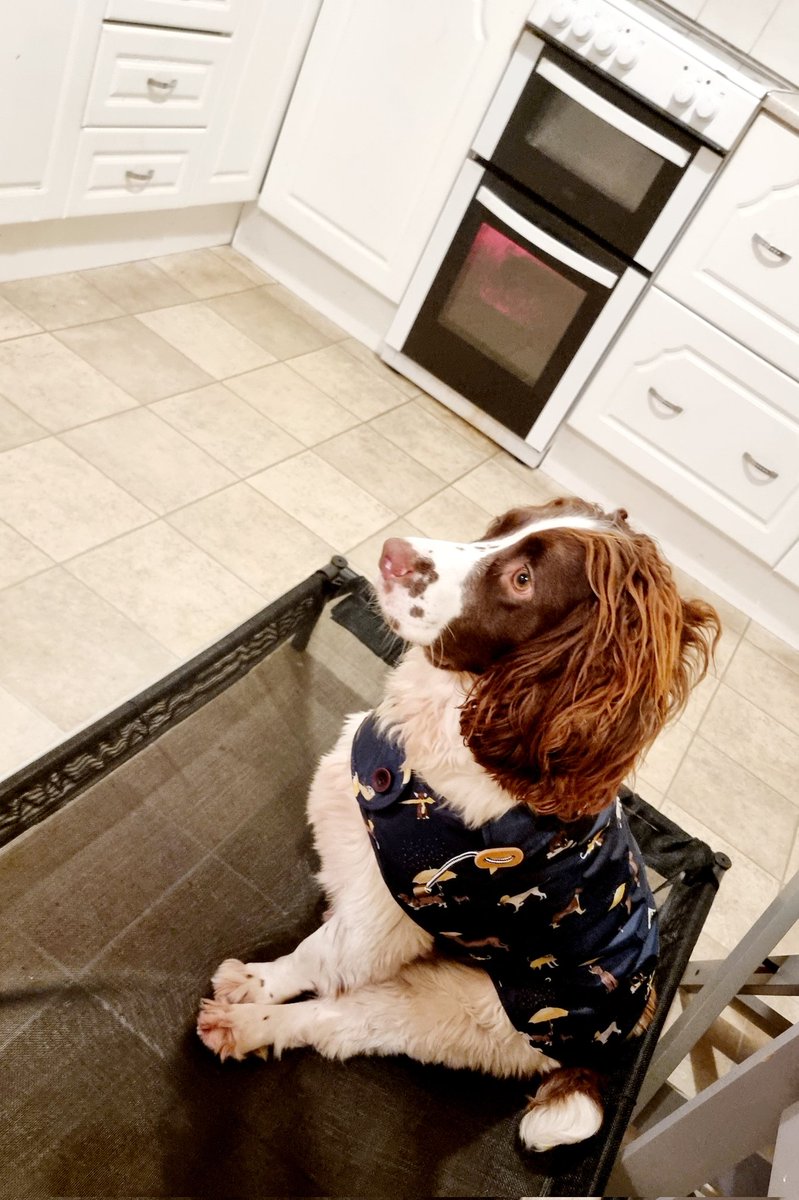 Woody loves his new <a href="/Joulesclothing/">Joules</a>  rain jacket 💗