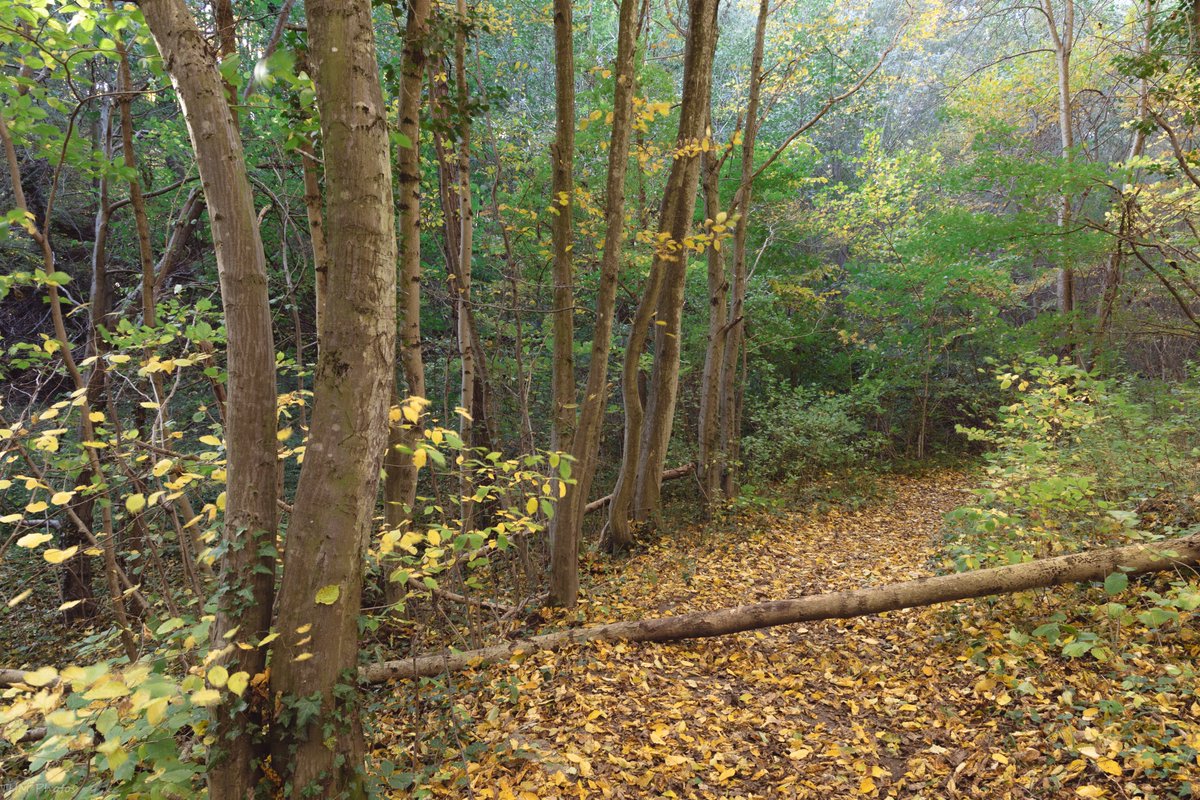 MichaelTh1985's tweet photo. Leitha Mountains #woodland https://t.co/h6rqjuBbz7